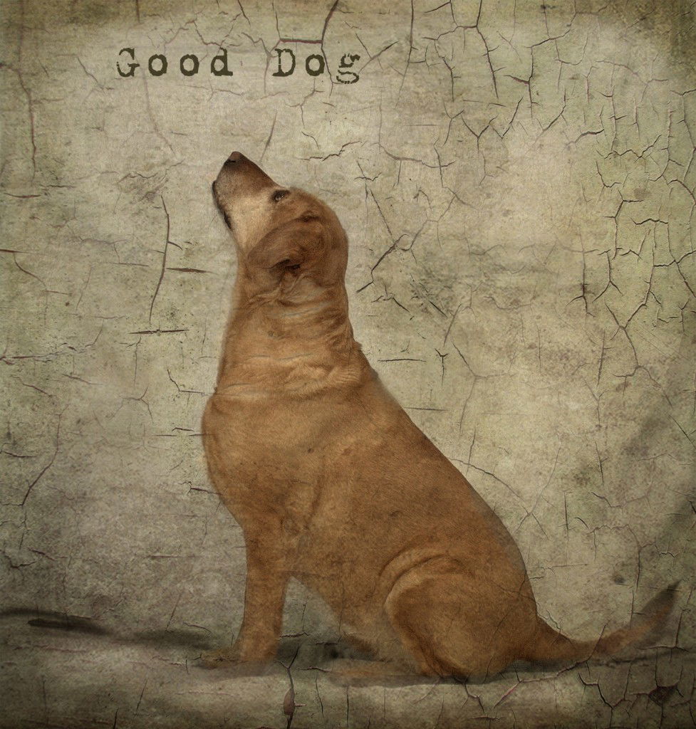 good dog
