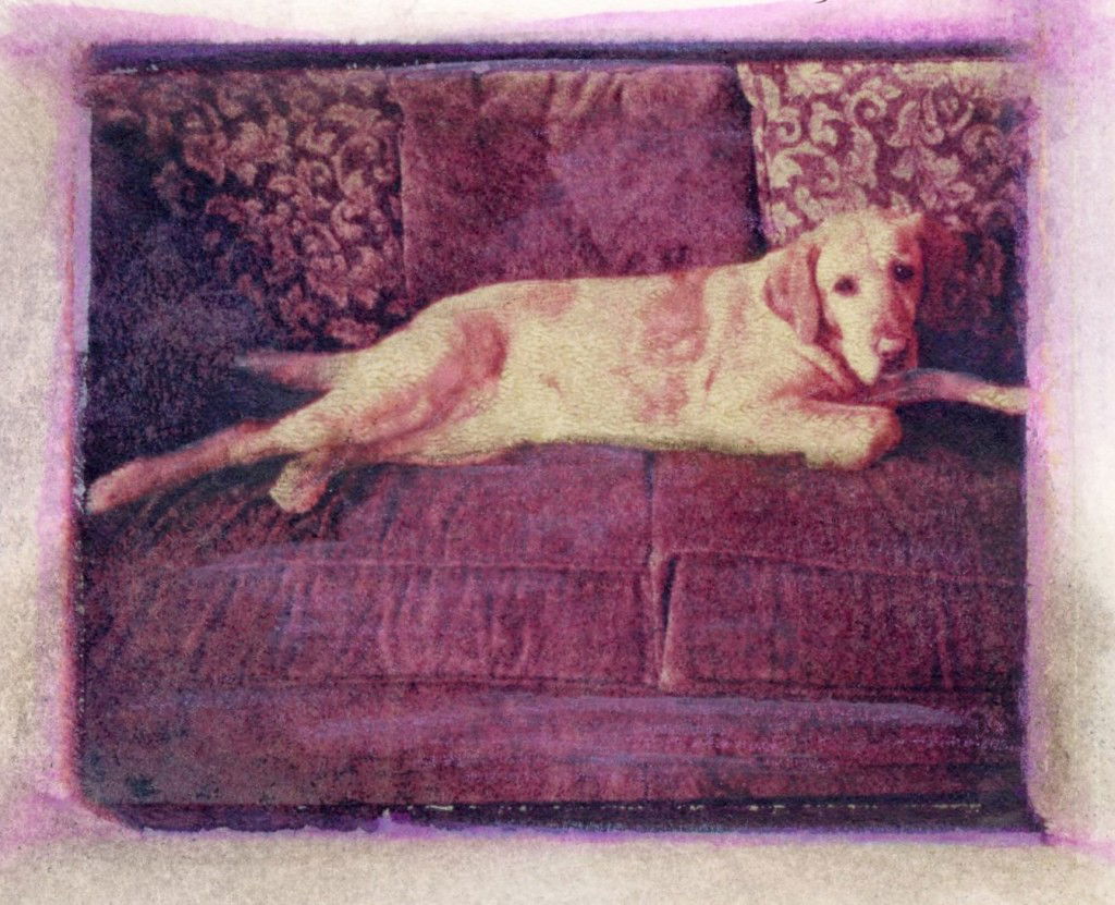 petculiar phoptography